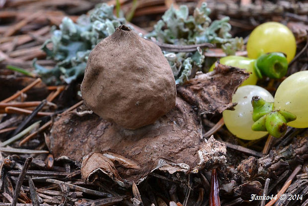 hviezdovka strapkatá Geastrum fimbriatum Fr.