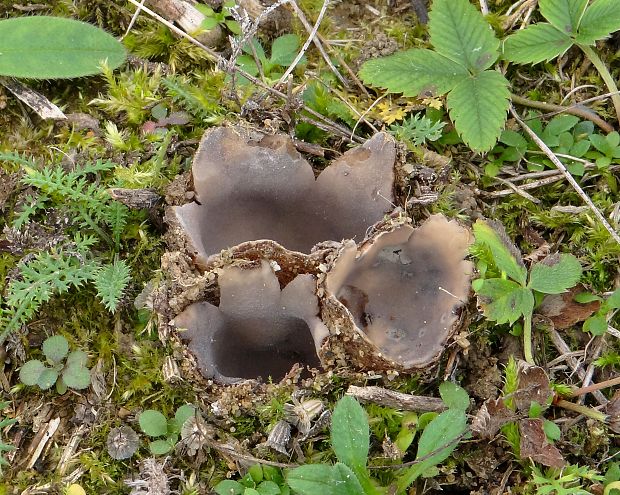 hrobnička Geopora sp.