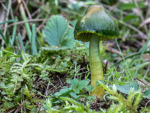 lúčnica žltozelená Gliophorus psittacinus (Schaeff.) Herink