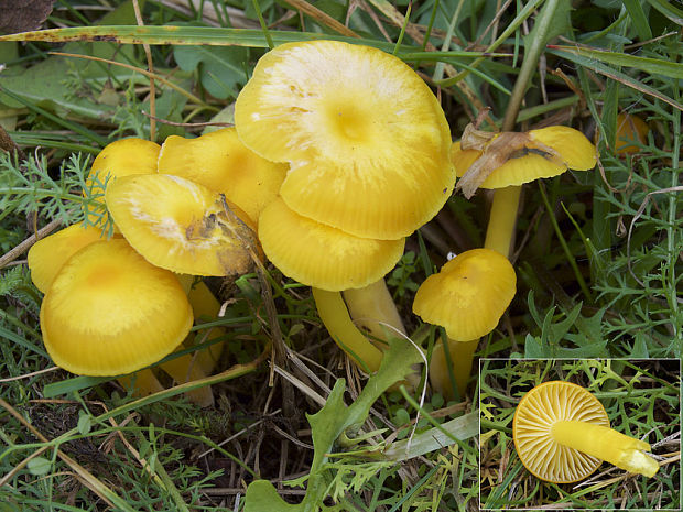 lúčnica vosková Hygrocybe ceracea (Wulfen) P. Kumm.