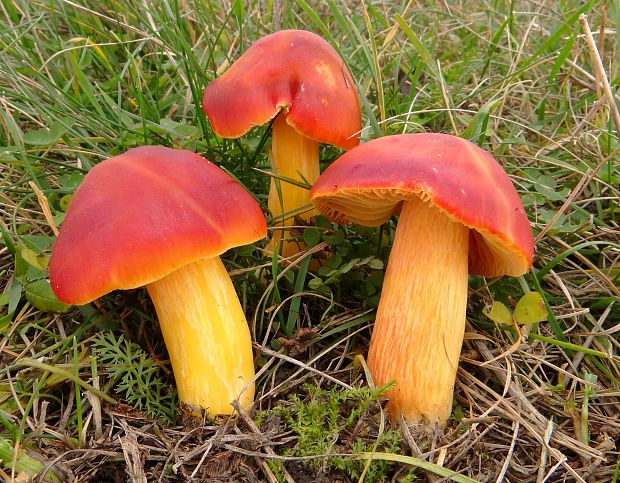 lúčnica granátovočervená Hygrocybe punicea (Fr.) P. Kumm.