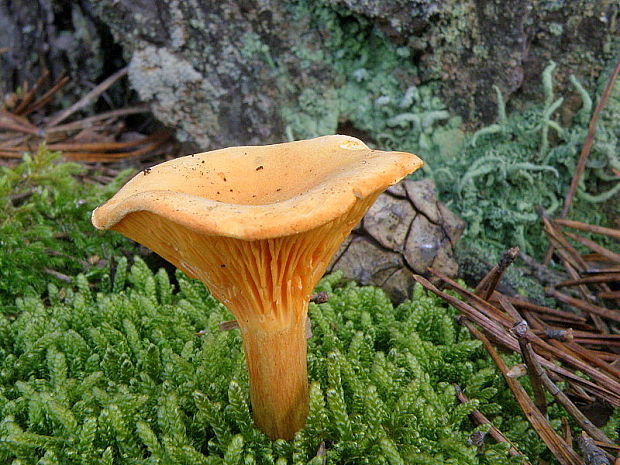 líška oranžová Hygrophoropsis aurantiaca (Wulfen) Maire