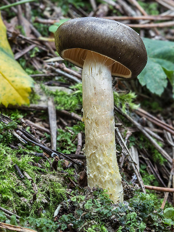 šťavnačka mrazová Hygrophorus hypothejus (Fr.) Fr.