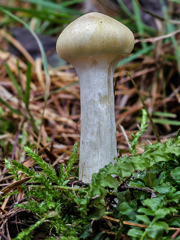 šťavnačka smrekovcová Hygrophorus lucorum Kalchbr.