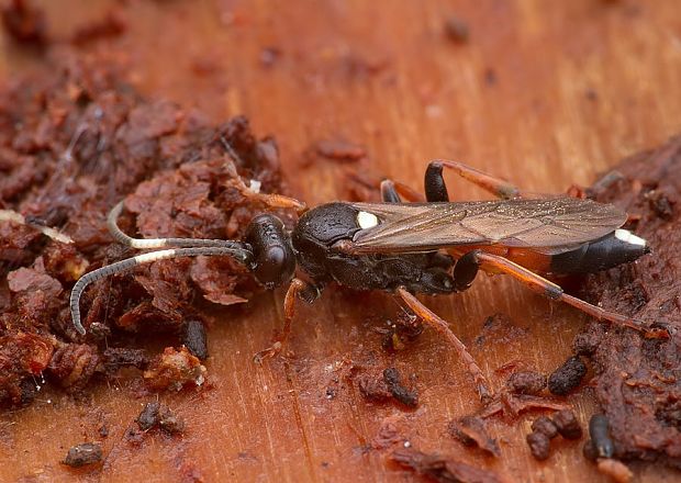 lumok Ichneumon bucculentus