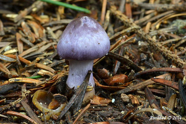 vláknica hlinovolupeňová Inocybe geophylla P. Kumm.