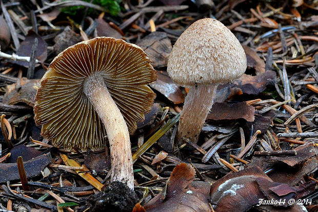 vláknica Inocybe sp.