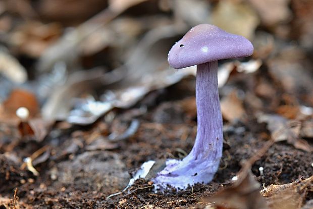 lakovka ametystová Laccaria amethystina (Huds.) Cooke