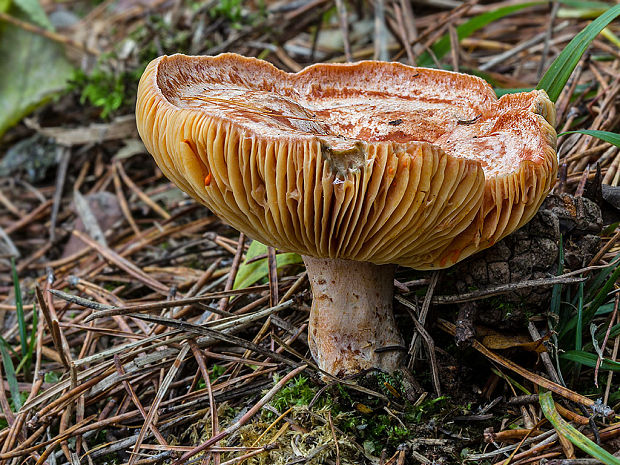 rýdzik pravý Lactarius deliciosus (L.) Gray