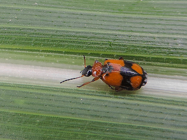 utekáčik / střevlíček Lebia cruxminor Linnaeus, 1758