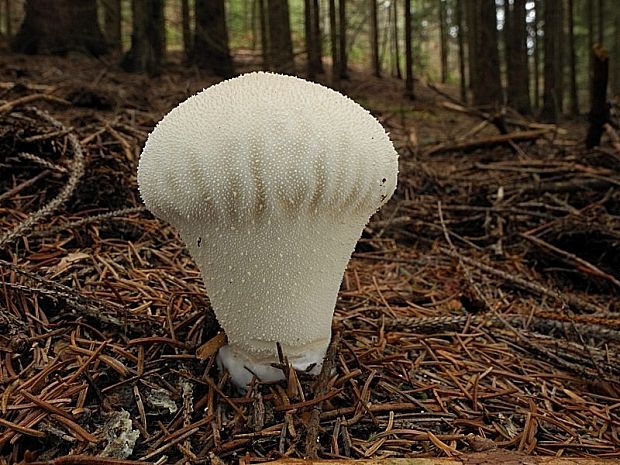 prášnica bradavičnatá Lycoperdon perlatum Pers.