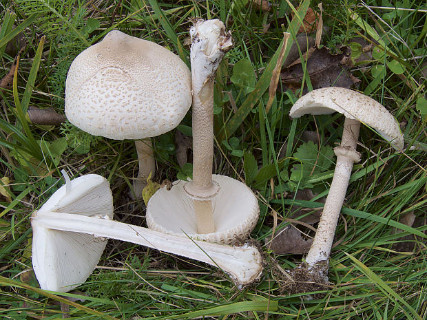 bedľa štíhla Macrolepiota mastoidea (Fr.) Singer