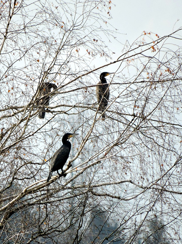 kormorán veľký   Phalacrocorax carbo