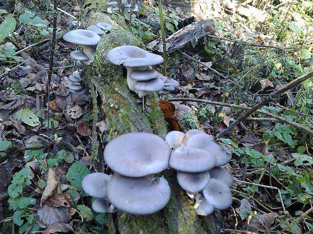 hliva ustricovitá Pleurotus ostreatus (Jacq.) P. Kumm.