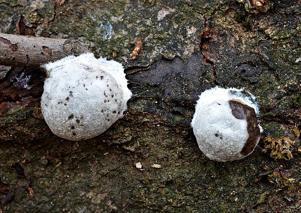 sieťnatka obyčajná Reticularia lycoperdon Bull.