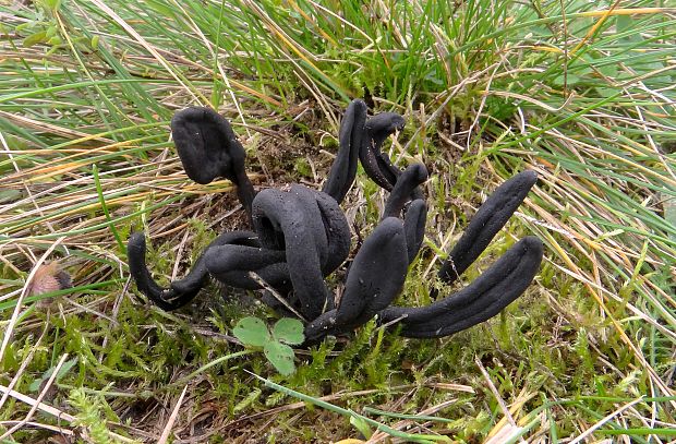 pajazýček chlpatý Trichoglossum hirsutum (Pers.) Boud.