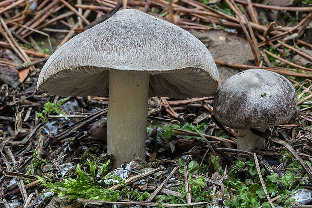 čírovka Tricholoma sp.