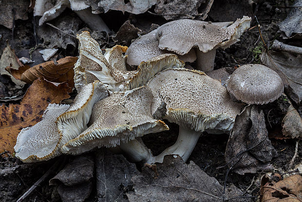 čírovka Tricholoma sp.