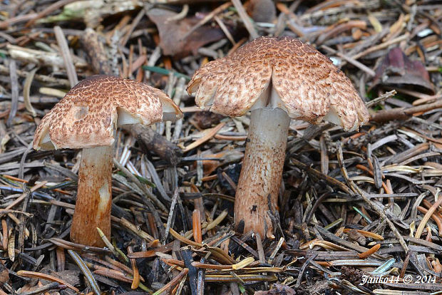 čírovka škridlicovitá Tricholoma vaccinum (Schaeff.) P. Kumm.