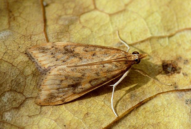 vijačka karbincová Udea ferrugalis