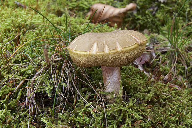 suchohríb Xerocomus sp.