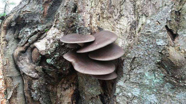 hliva ustricovitá Pleurotus ostreatus (Jacq.) P. Kumm.