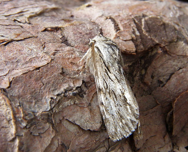 mora novembrová Asteroscopus sphinx