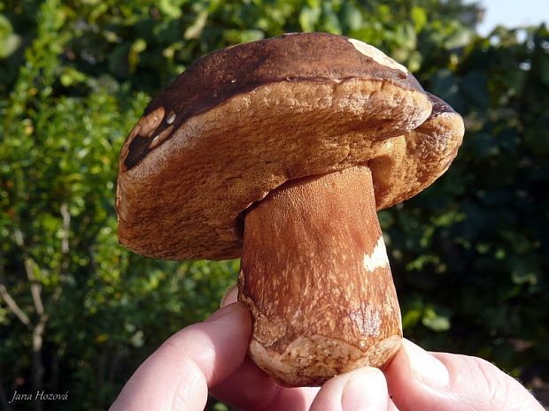 hríb bronzový Boletus aereus Bull. ex Fr.