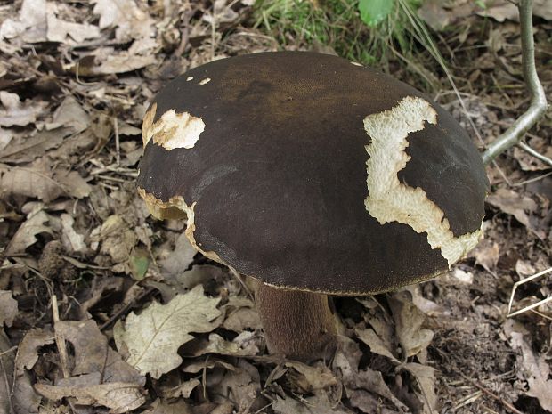 hríb bronzový Boletus aereus Bull. ex Fr.