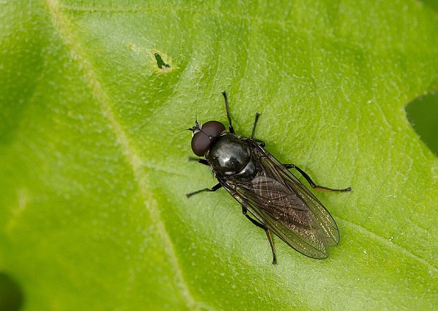 pestrica Cheilosia sahlbergi