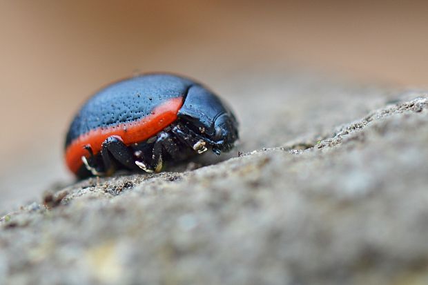 liskavka Chrysolina sanguinolenta