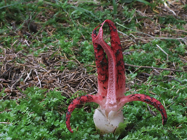 mrežovka kvetovitá Clathrus archeri (Berk.) Dring