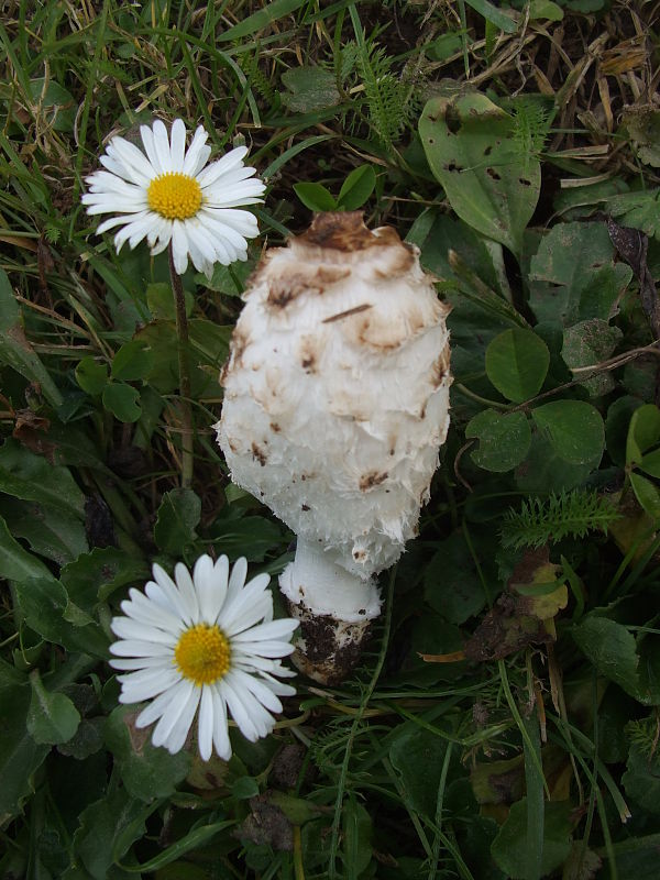 hnojník Coprinellus sp.