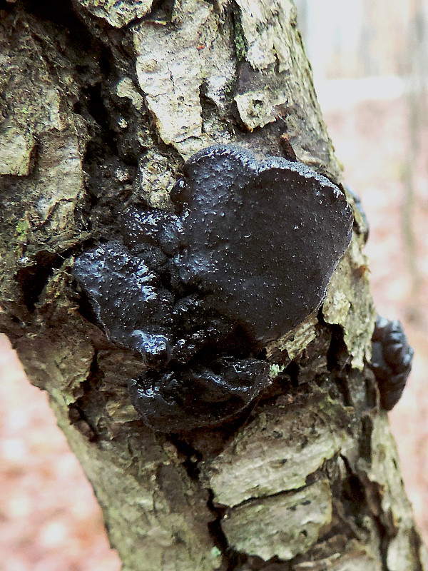 tmavorôsolovec mušľovitý Exidia truncata Fr.