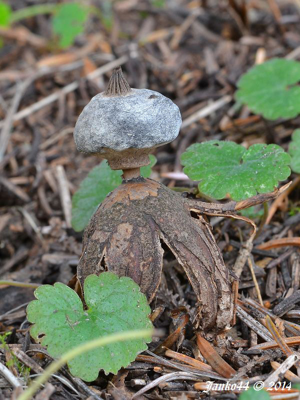 hviezdovka golierikovitá Geastrum striatum DC.