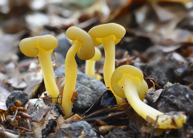 klincovka slizká Leotia lubrica (Scop.) Pers.