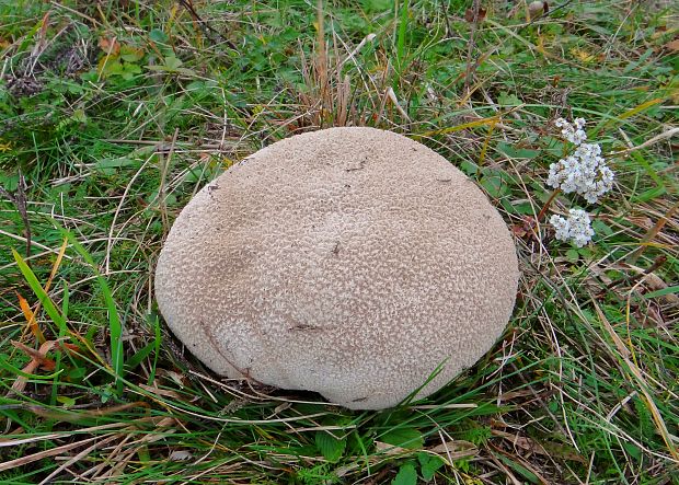 rozpadavec dlabaný Lycoperdon utriforme Bull.