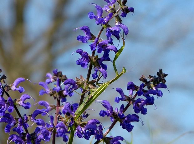 modlivka zelená (sk) / kudlanka nábožná (cz) Mantis religiosa Linnaeus, 1758