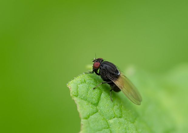 tieňovka Minettia longipennis