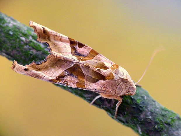 sivkavec mramorovaný Phlogophora meticulosa