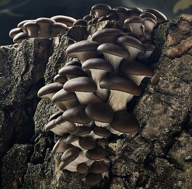 hliva ustricovitá Pleurotus ostreatus (Jacq.) P. Kumm.