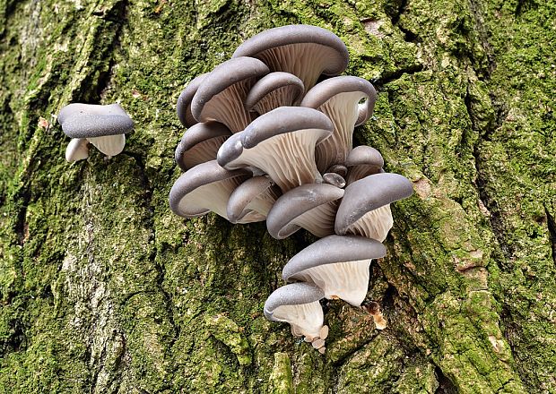 hliva ustricovitá Pleurotus ostreatus (Jacq.) P. Kumm.