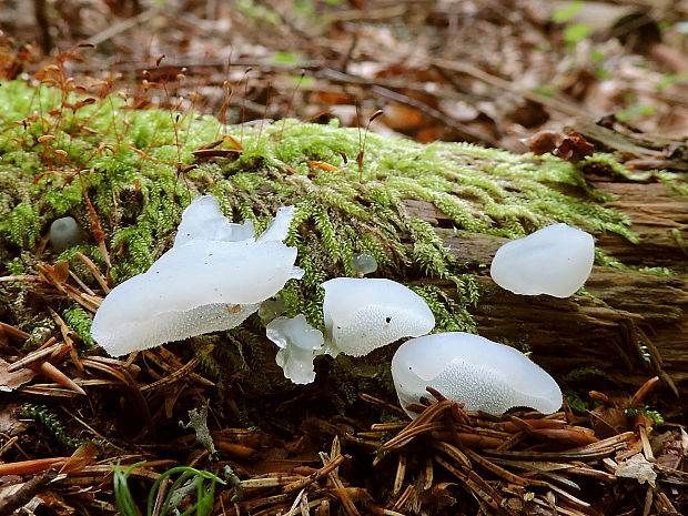 pajelenka želatínová Pseudohydnum gelatinosum (Scop.) P. Karst.