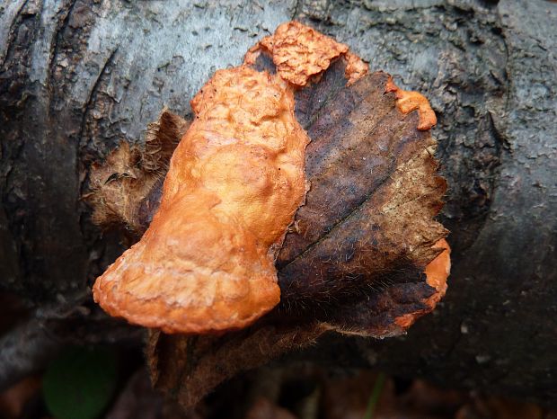 červenica rumelková Pycnoporus cinnabarinus (Jacq.) P. Karst.