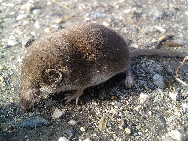 piskor lesný Sorex araneus