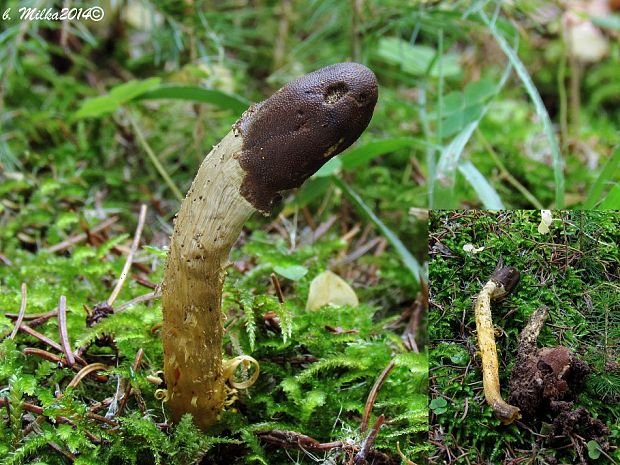 žezlovka hlavičkatá Tolypocladium capitatum (Holmsk.) Quandt, Kepler & Spatafora