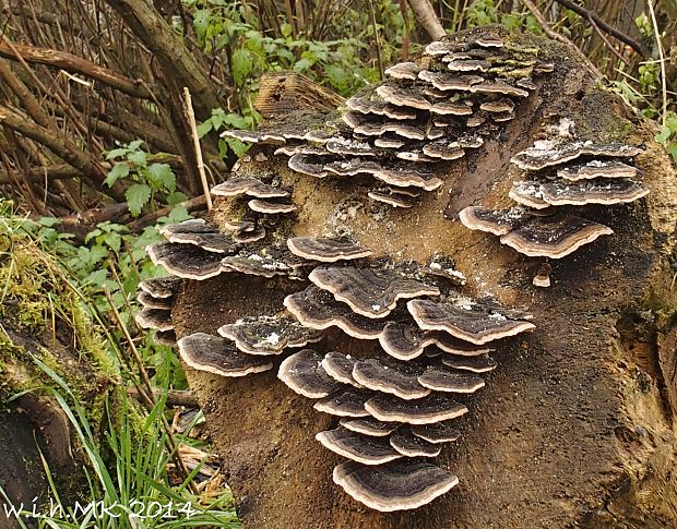 trúdnikovec pestrý Trametes versicolor (L.) Lloyd