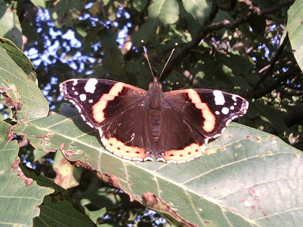 babôčka admirálska Vanessa atalanta