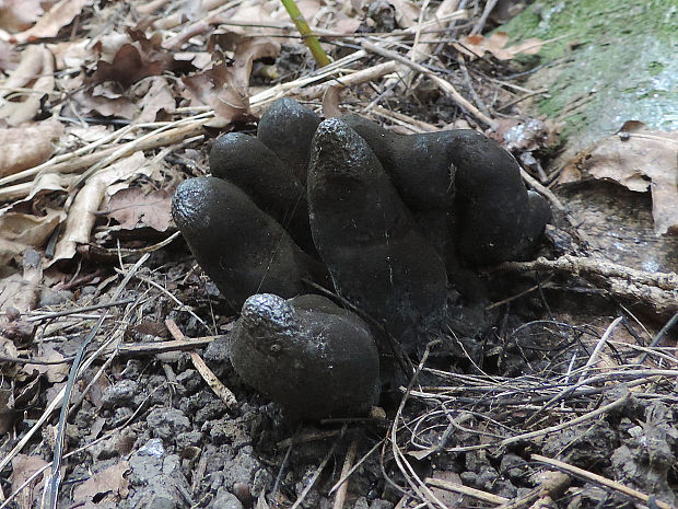 drevnatec Xylaria sp.