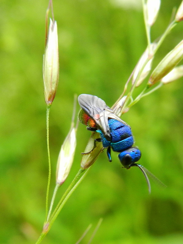 blyskavka cf. Chrysis analis